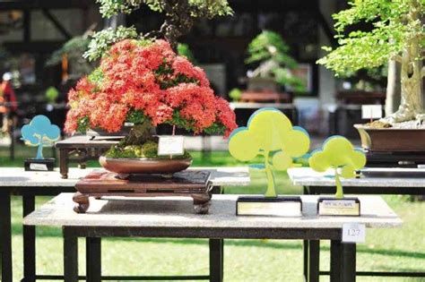bantigue tree|‘Bantigue’ still the most popular bonsai tree in the country.